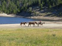 Horses near Boulter Lake